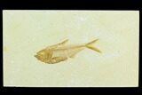 Fossil Fish (Diplomystus) - Green River Formation #122875-1